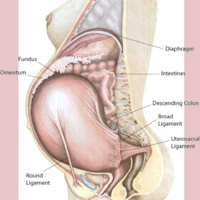 Webster Technique: A Chiropractic Approach to Pain Management During  Pregnancy, Chiropractic During Pregnancy & Postpartum